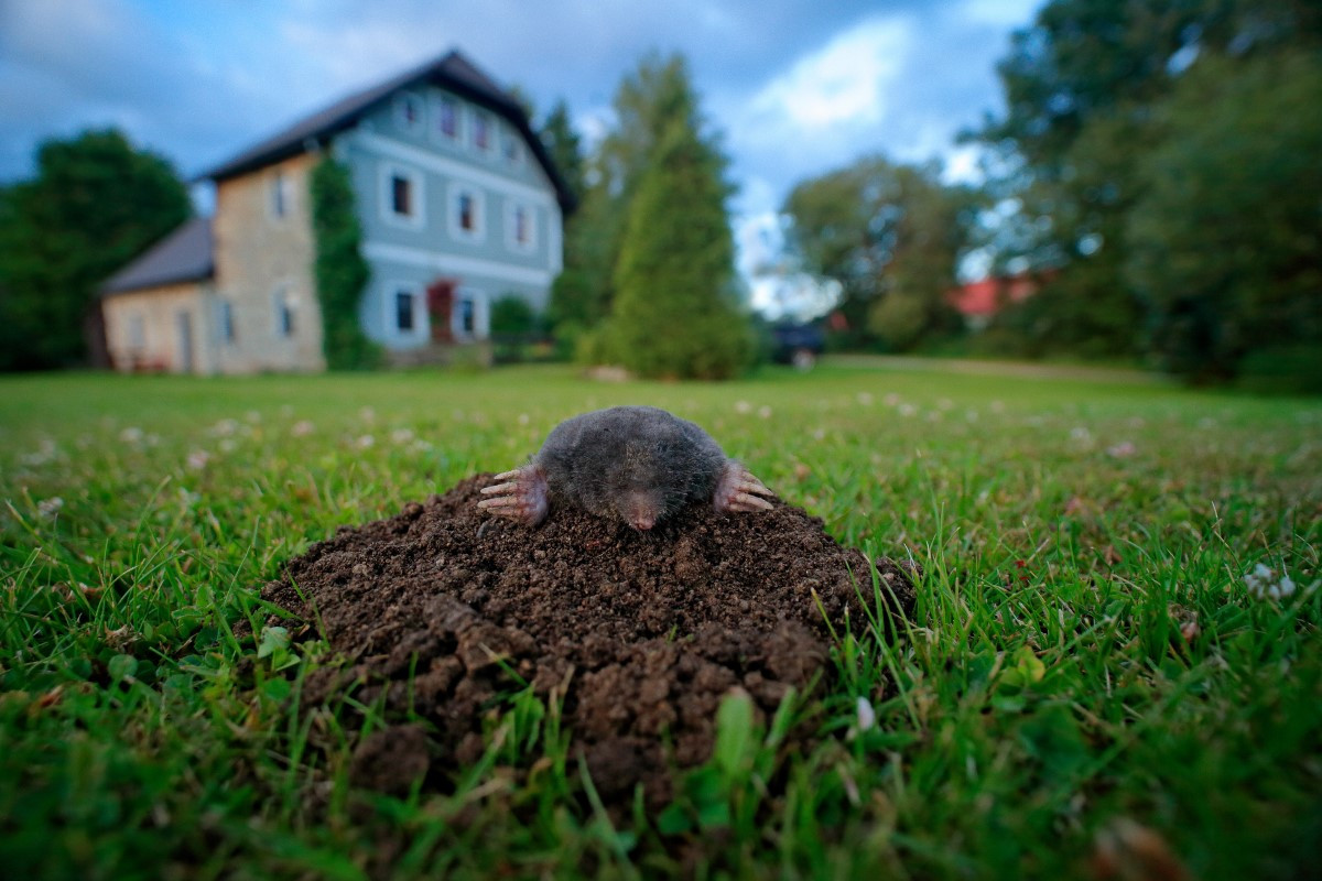 Wie wird man einen Maulwurf in seinem Garten los?