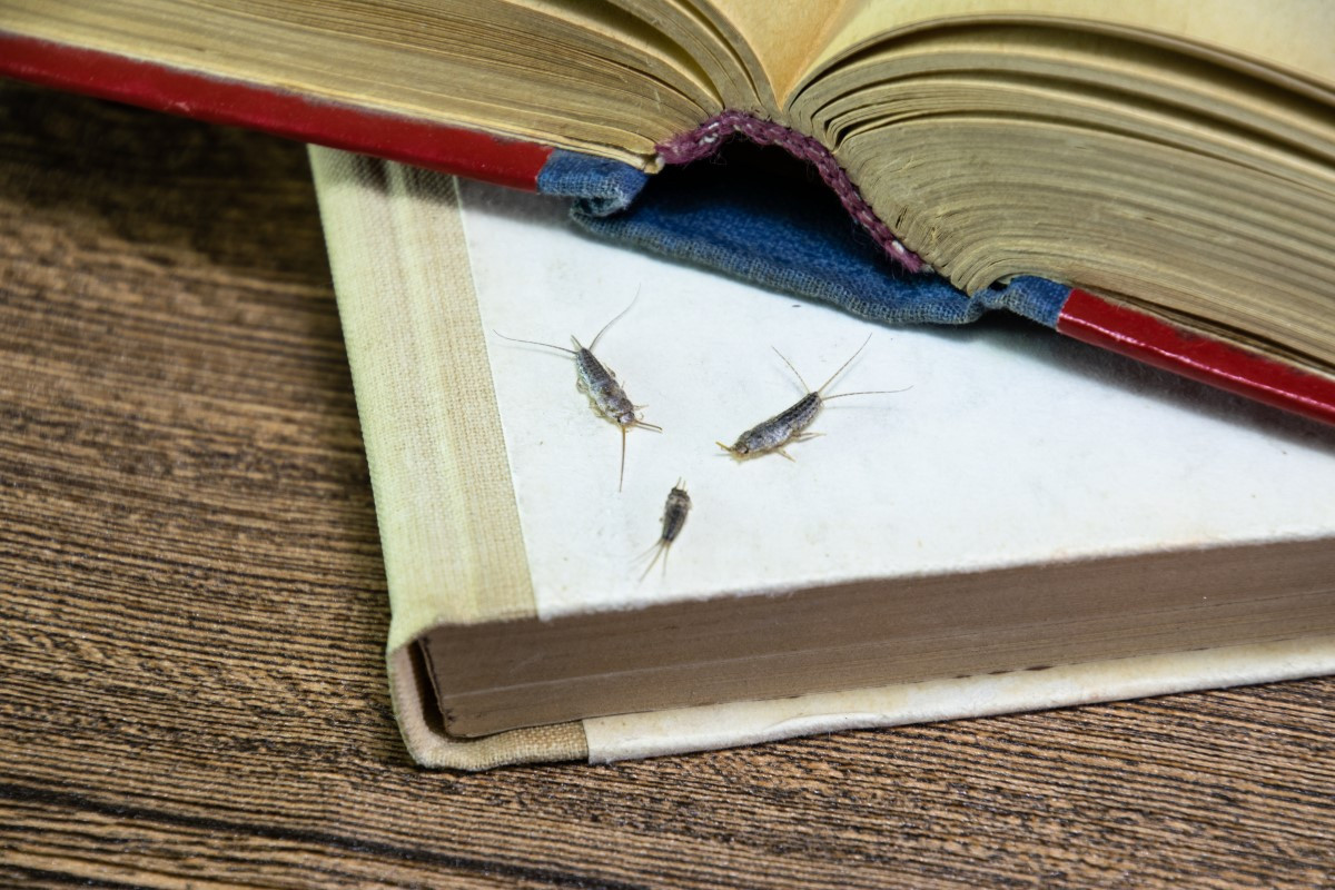 Zuckerfische - wie werde ich Fischwürmer in meinem Badezimmer los?