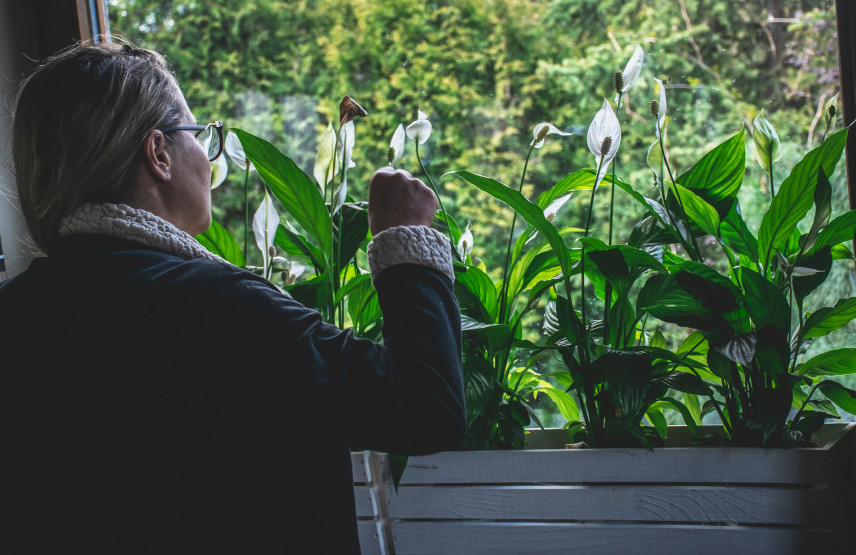 Wie pflegt man einen Schachtelhalm? Trimmen, Düngen, Blumen?