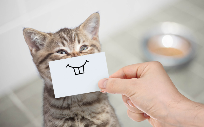 Wie man Katzen von Balkon und Terrasse vertreibt - Umgang mit ungebetenen Gästen