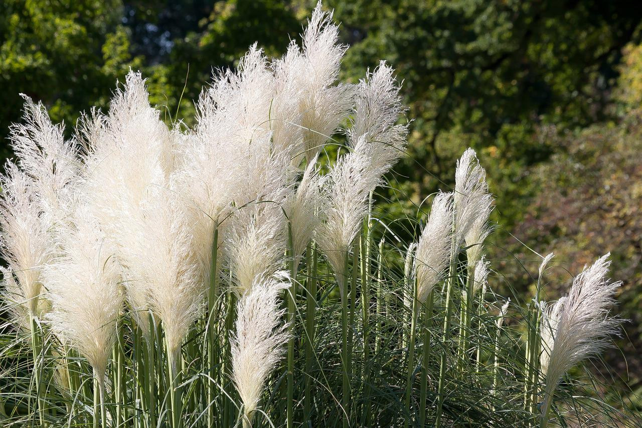 Gartengestaltung mit Zierrasen als Hauptmerkmal