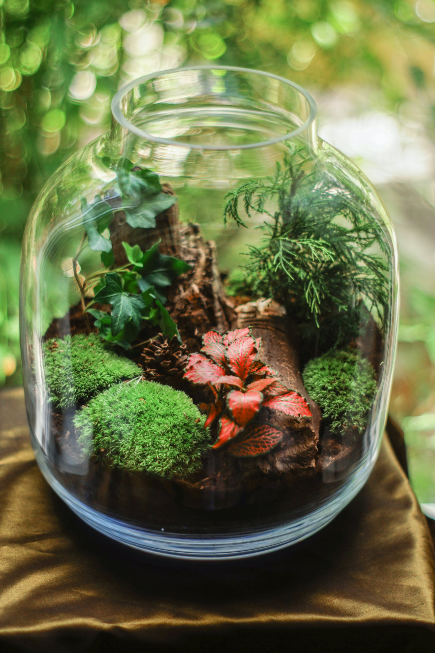 Ein Wald im Glas - wie baut man ihn auf und pflegt ihn?