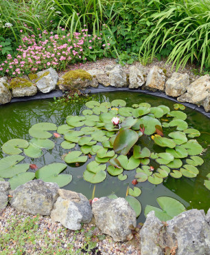 Kleiner Teich mit Seerosen